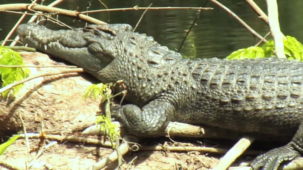 但鳄鱼的这种攀爬能力对人类来说是个大麻烦,这就意味着普通的栅栏