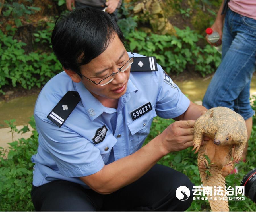 不识"三有"保护动物 易触法律"雷区" 昆明森警上半年救助98只野生动物