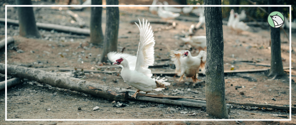 为了整个县城的未来,他们为一只鸭子"找名字"_腾讯新闻