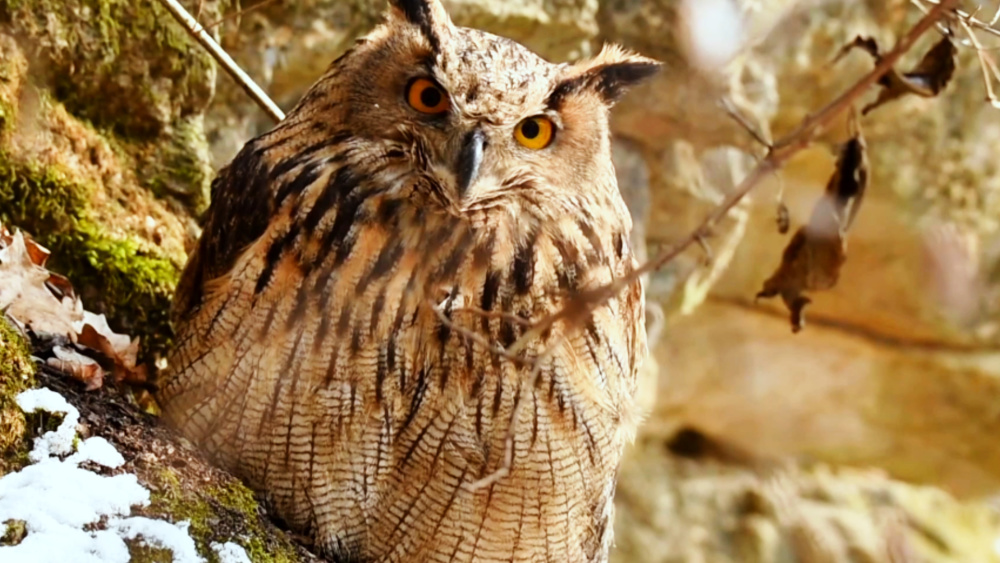 甘肃庆阳首次发现白色雕鸮,是白化动物吗?