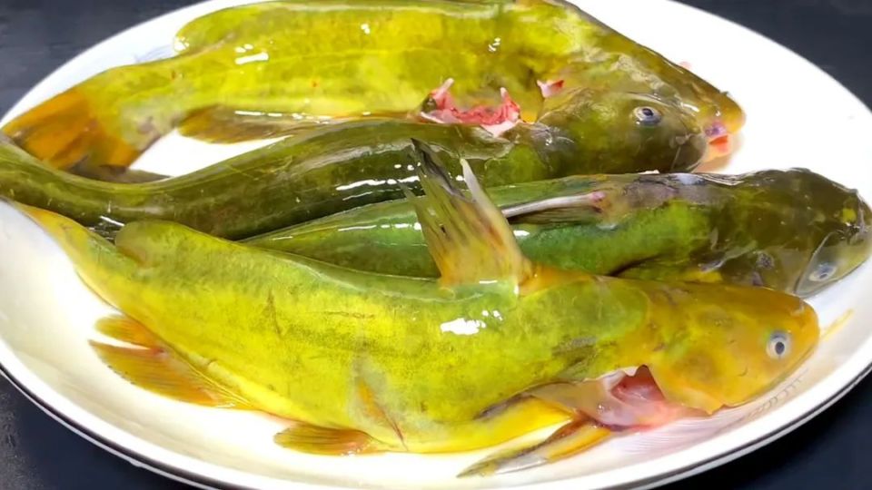 它的学名叫黄颡鱼,我们这边都叫它嘎鱼,有的地方又叫它黄辣丁,嘎牙子