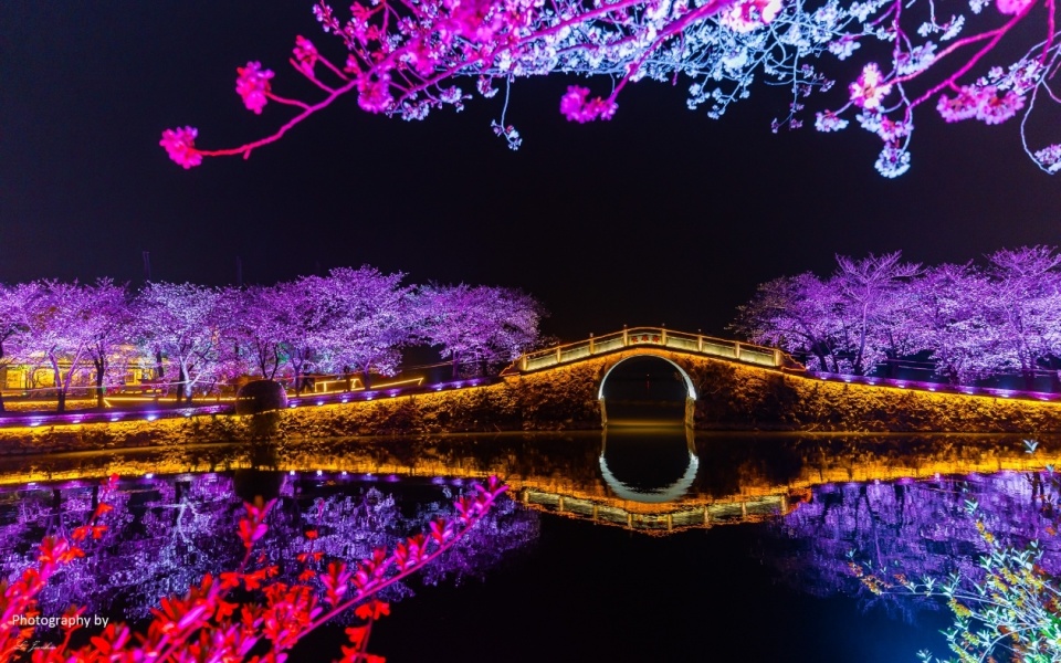无锡太湖鼋头渚长春桥夜樱