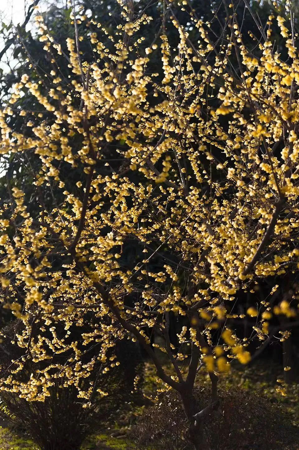 绽放在冬天里的浪漫:郑州绿博园蜡梅花开了!