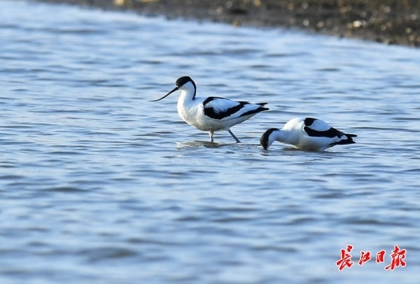 浦江郊野公园观鸟图片