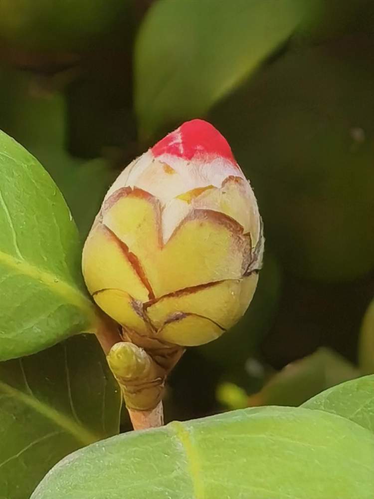 我喜出望外地拍摄这醉入心田的茶花蕾_腾讯新闻