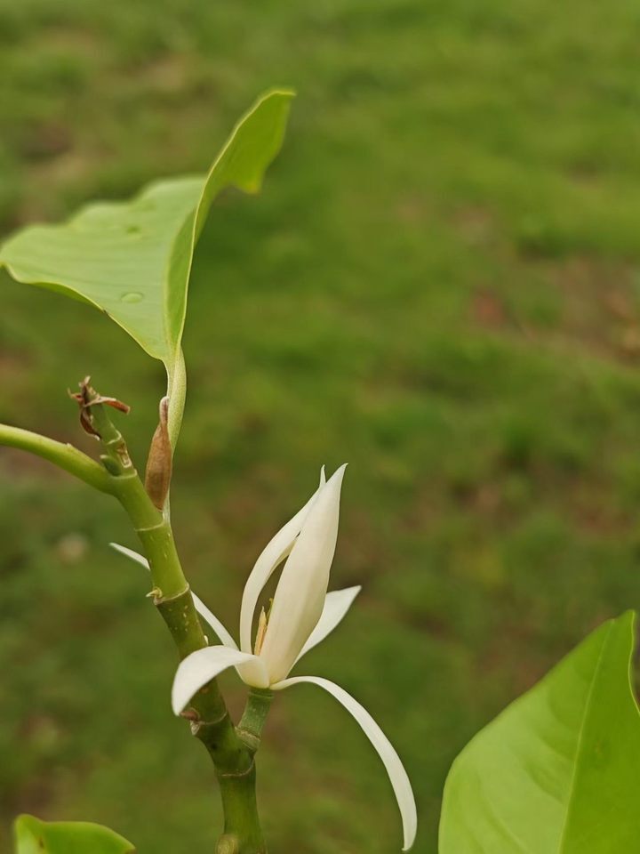 白兰花好看的图片真实图片