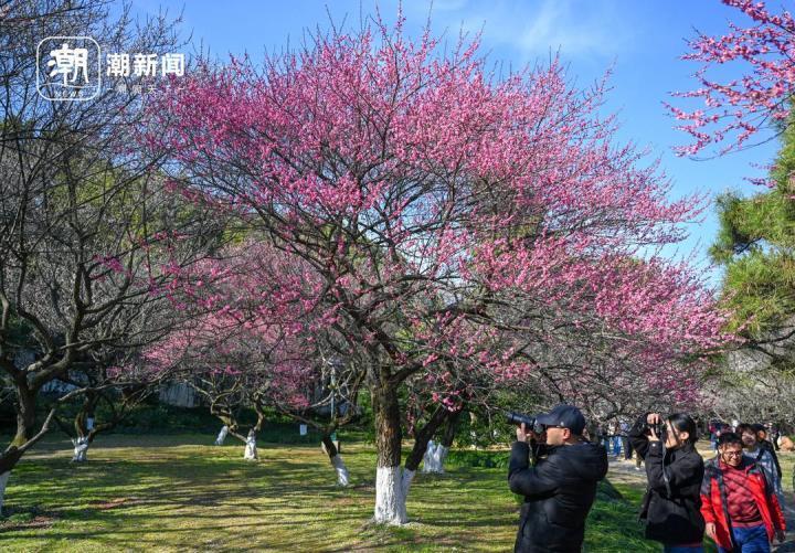 香韵灵峰 杭州植物园梅花怒放_腾讯新闻