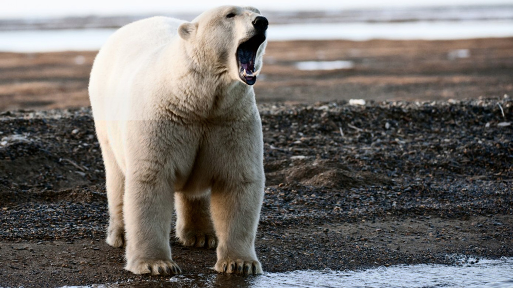 作为陆地上最大的食肉动物,一头成年雄性北极熊的体重能达到700公斤