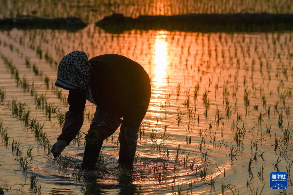 吉林:"世界黄金水稻带"上插秧忙