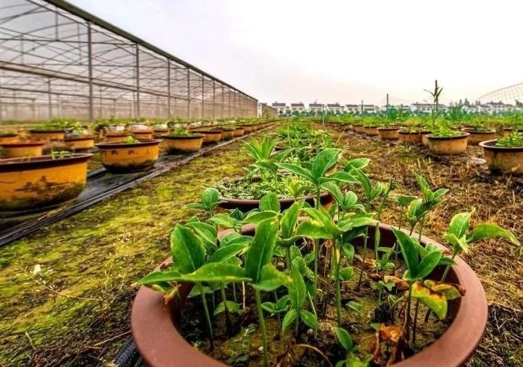 潜半夏入选2022年度中国道地药材品牌