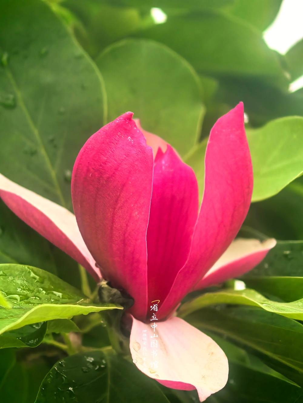 省立中山图书馆遇玉兰花｜花叶同枝_腾讯新闻