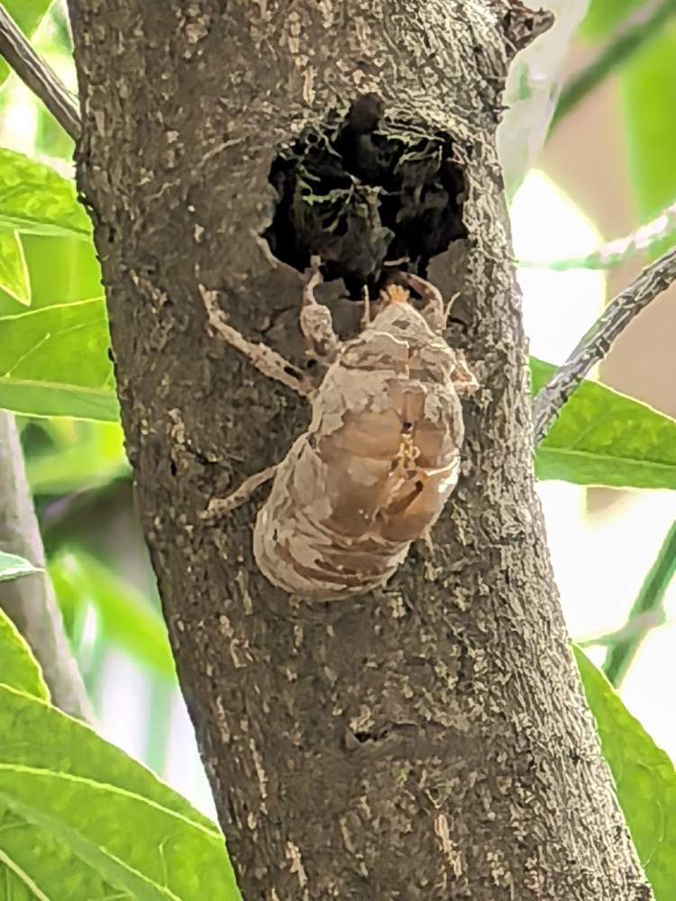 夏日蝉鸣与蝉的蜕变过程.