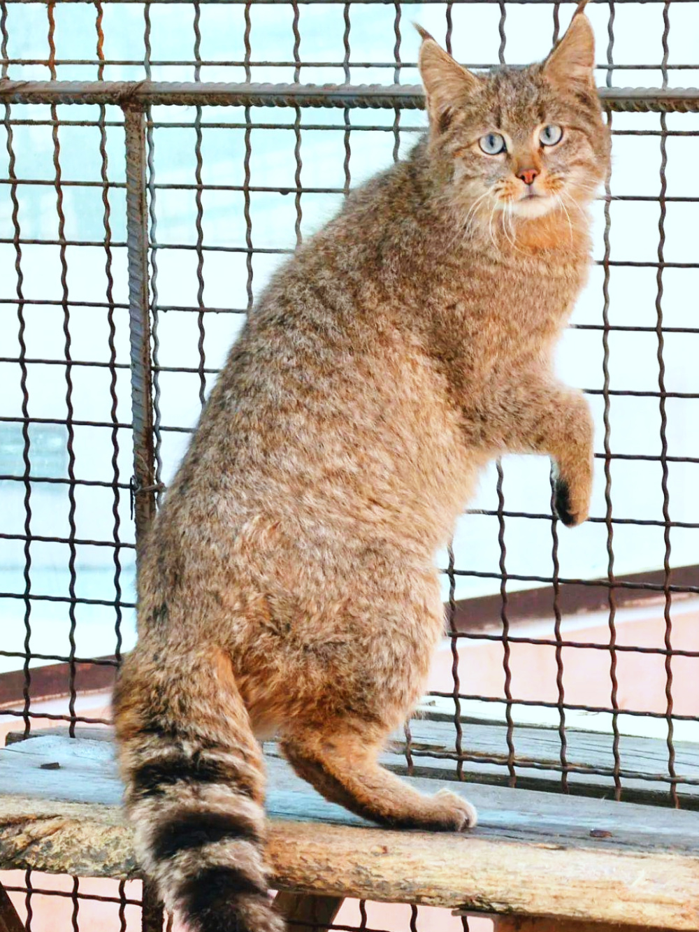 四川红原拍摄到荒漠猫大白天吃鸡,小萌猫有多凶猛?