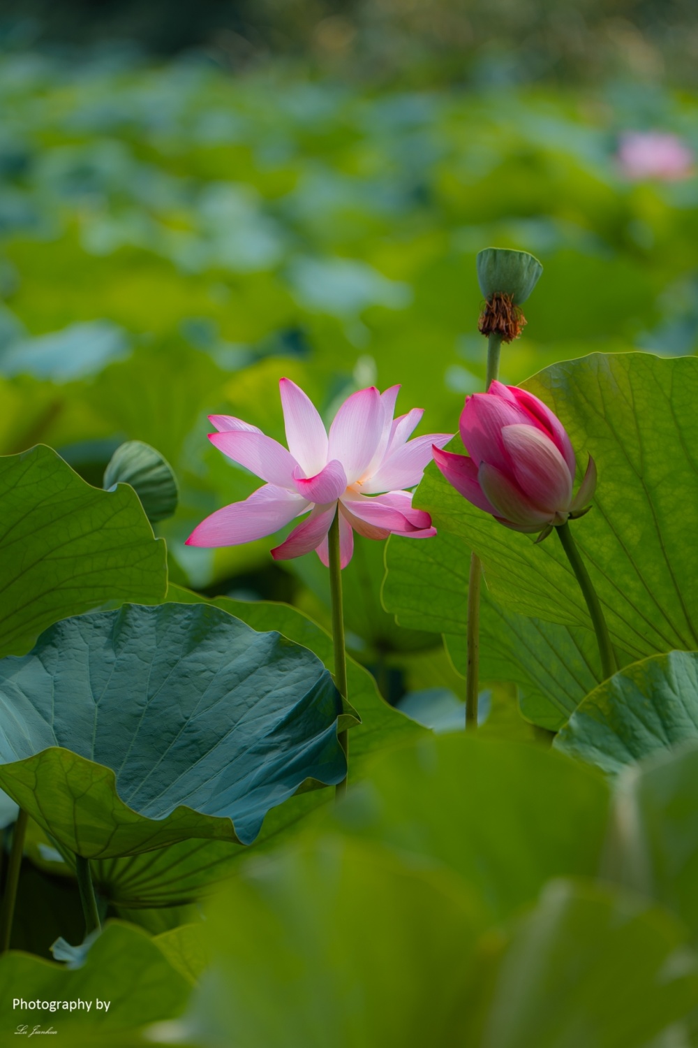 圆明园的荷花