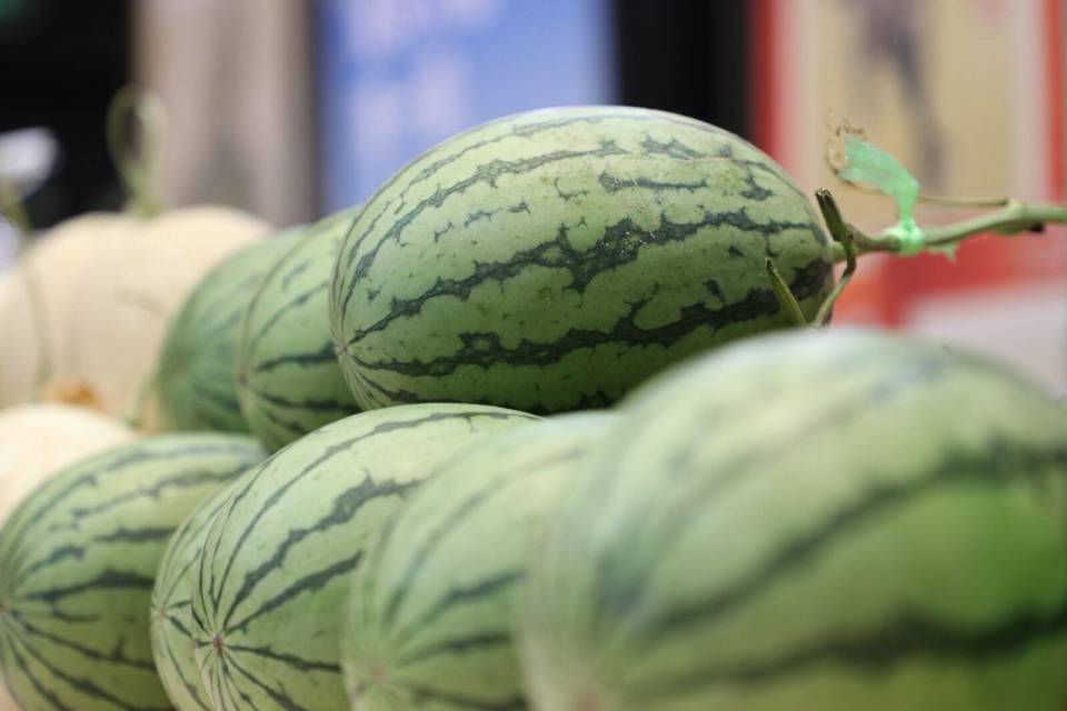 山东东明:多措并举推动西瓜产业高质量发展