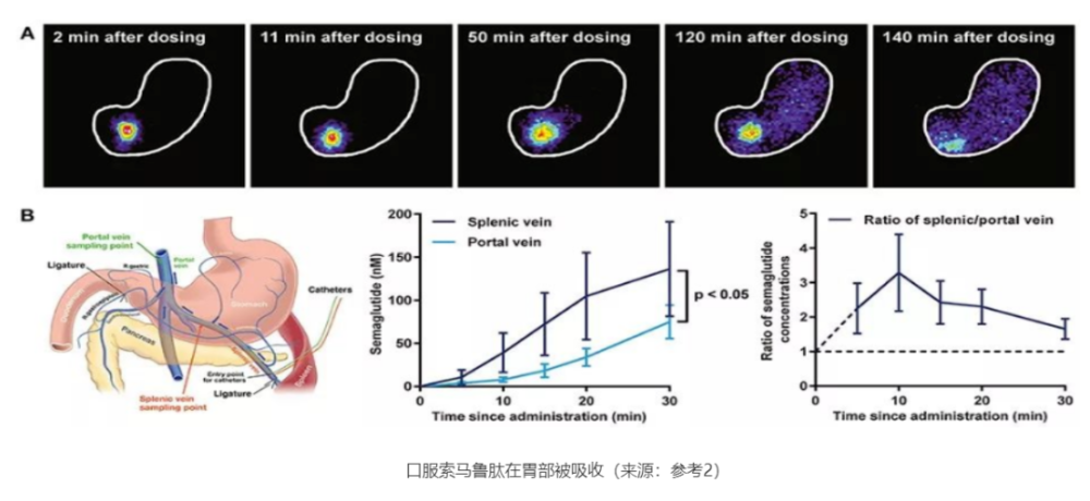 药物减肥_dnp为什么不能作为减肥药物_减肥药物有哪些