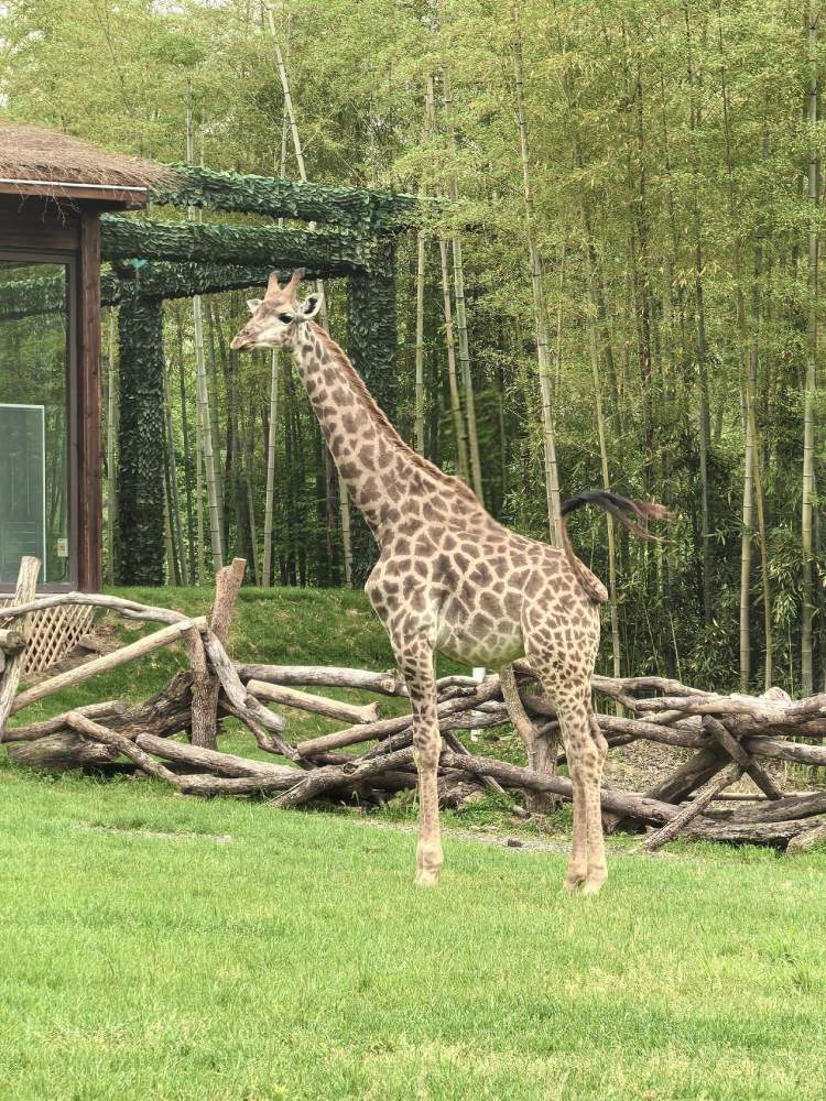 与野生萌宠动物的邂逅