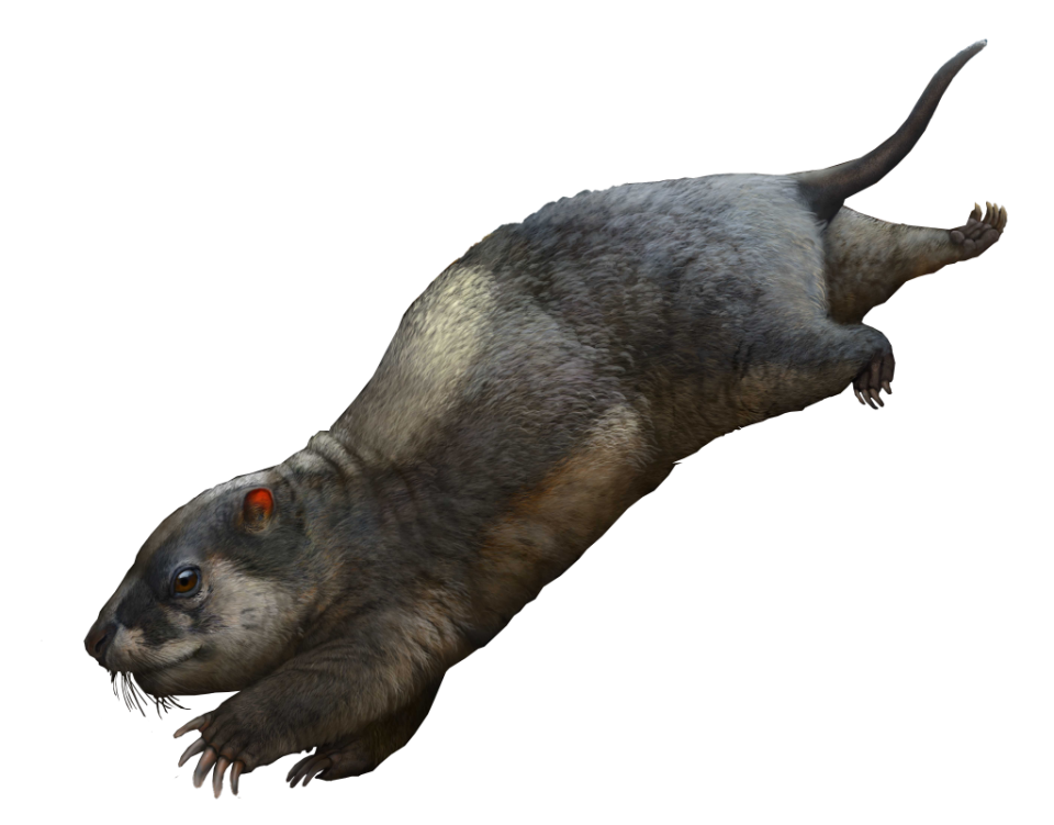 "重庆市地矿局208地质队研究员王萍告诉记者,研究人员在云阳地区采集