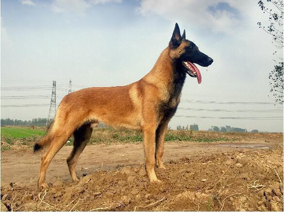 警犬因太友善遭警队开除,成为搜救犬后救援台湾地震