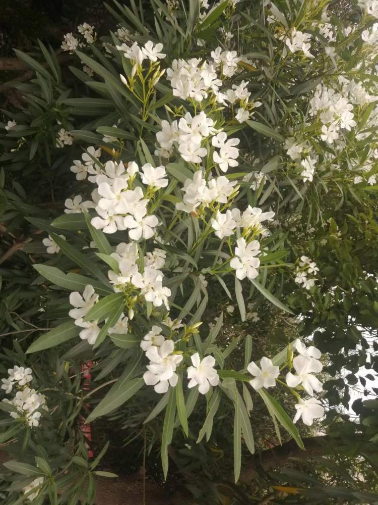 环保卫士夹竹桃