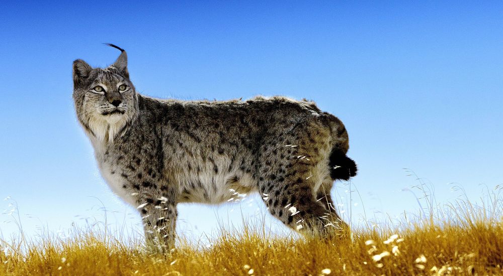 青海牧民跟拍猞猁遭回瞪,它是哪种猞猁?最大的猞猁有猎鹿伤狼记录_腾