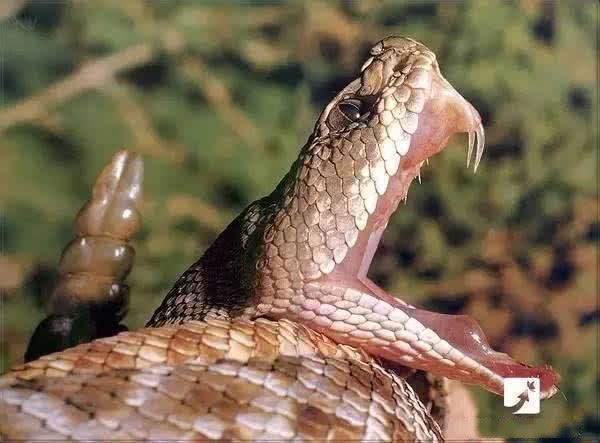 当然,蛇类中牙齿最引入注意的还是毒蛇类支中的毒牙,所有毒蛇的毒牙都