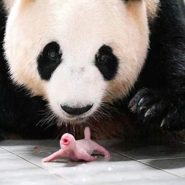 旅韩大熊猫爱宝诞下双胞胎姜爷爷悉心陪伴待产福宝当姐姐了