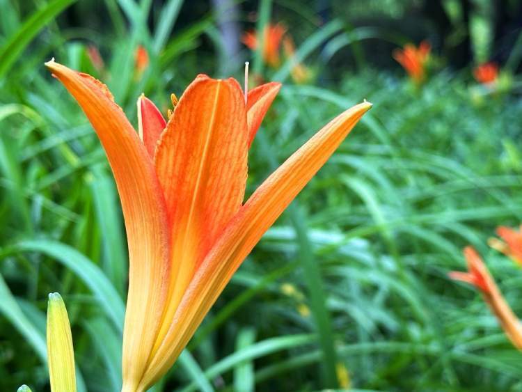 驻足在莘庄公园的东部梅园中,欣赏萱草花的美丽优雅,祝它的芬芳四季