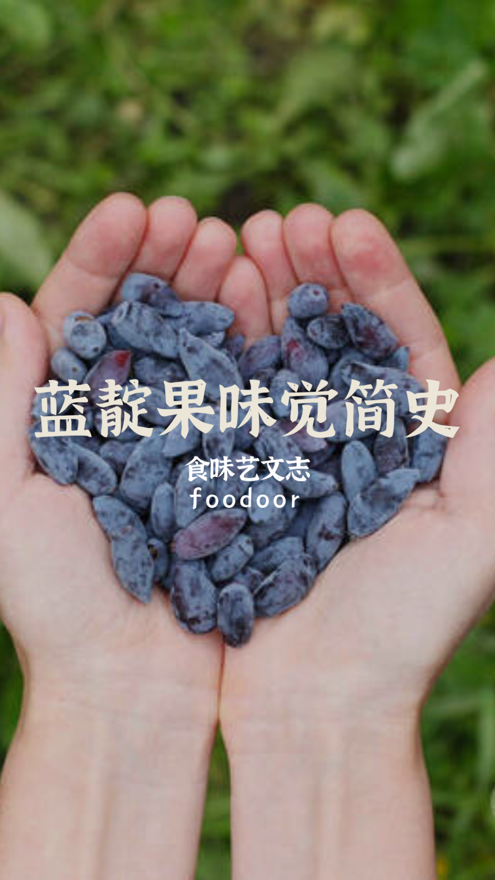 这种紫黑色的小浆果，即将成为下一个受追捧的健康爆款？