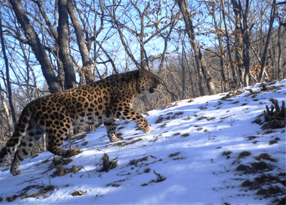 河北太行山发现华北豹,我国的豹子都分布在哪些地方?