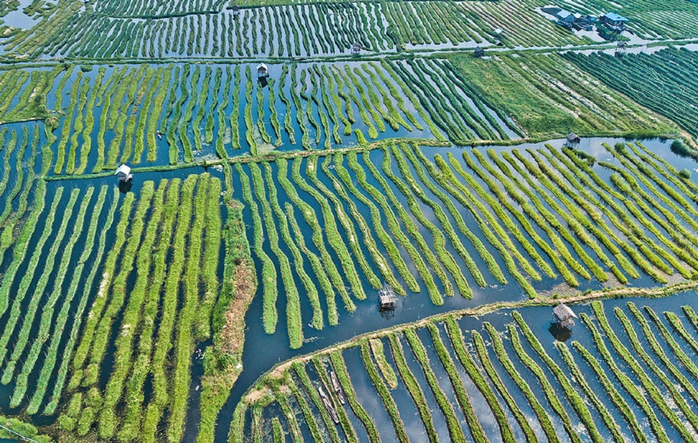 缅甸因莱湖当地居民为什么会采用浮岛种植的农业生产方式