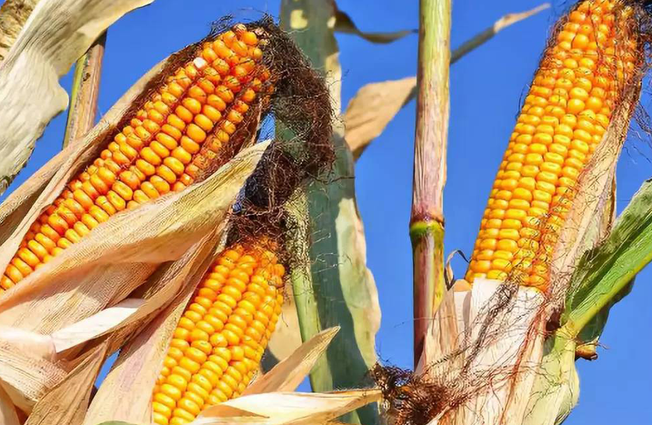 种子协会这14个玉米品种亩产超1000公斤吨粮神话或成现实