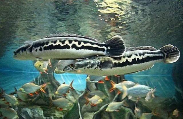 小盾鳢是一种原产于东南亚湄公河水系的亚热带鱼类,别名巨鳢,红线鳢