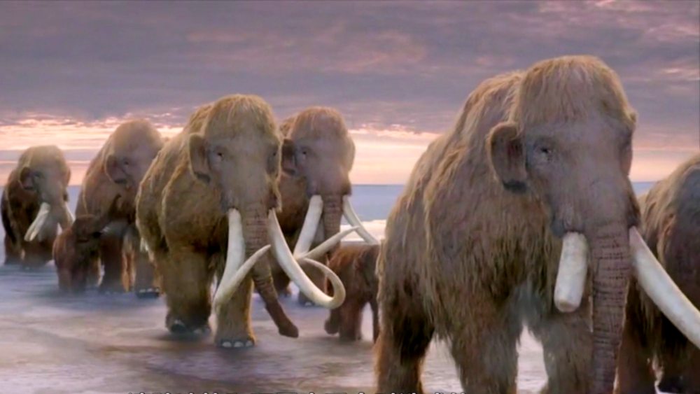 让亚洲象为灭绝4000年的长毛猛犸象做代孕2028年能将其复活