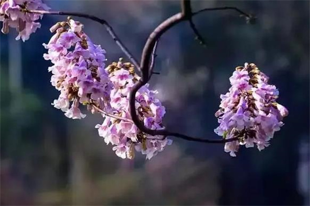 桐花美诗五首:烂漫桐花二月天,千枫拥出一桐花_腾讯新闻