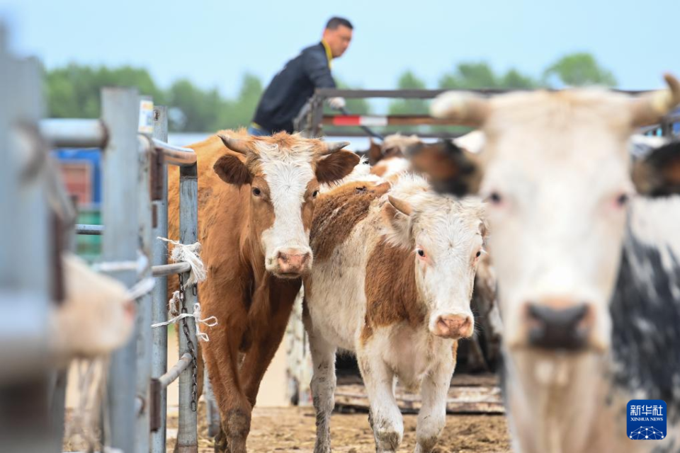 欢喜牲畜交易市场一片繁忙景象,来自全国各地的客商在交易日进行黄牛