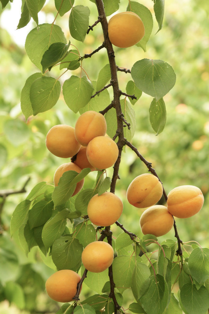 快到黄水摘杏子 体验初夏的果香味