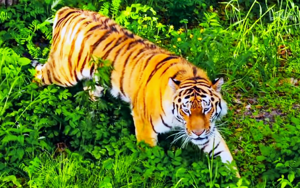 吉林东北虎"鬼探头"式过马路吓坏司机,撞了野生动物?