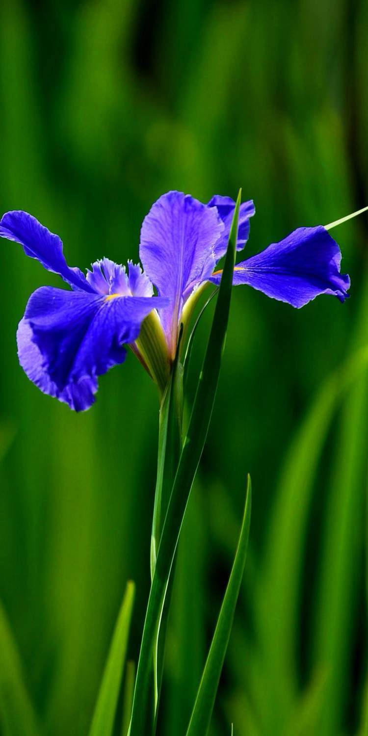 "听翠湖"畔鸢尾花