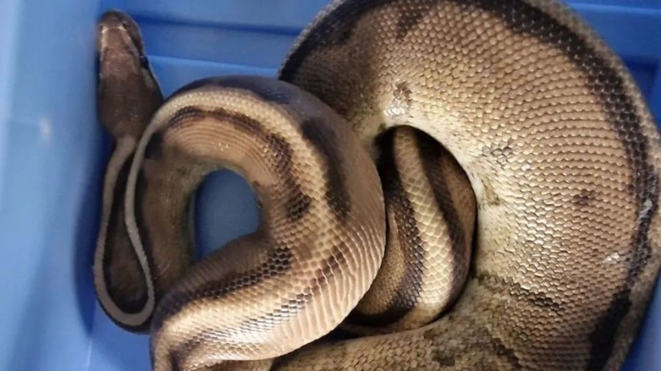 【荷兰】荷兰少年在曲棍球场发现无毒蟒蛇_腾讯新闻