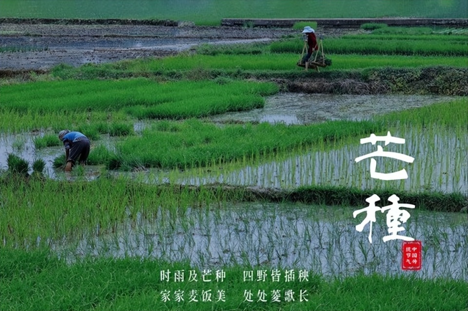有什么特点?2024年6月5日,星期三农历四月廿九,这个时候便是芒种节气.