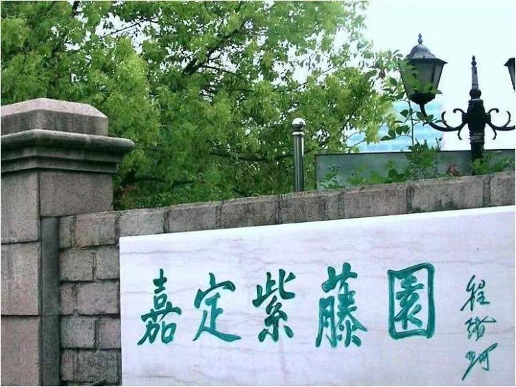 四月申城春雨润,嘉定紫藤花盛顺.