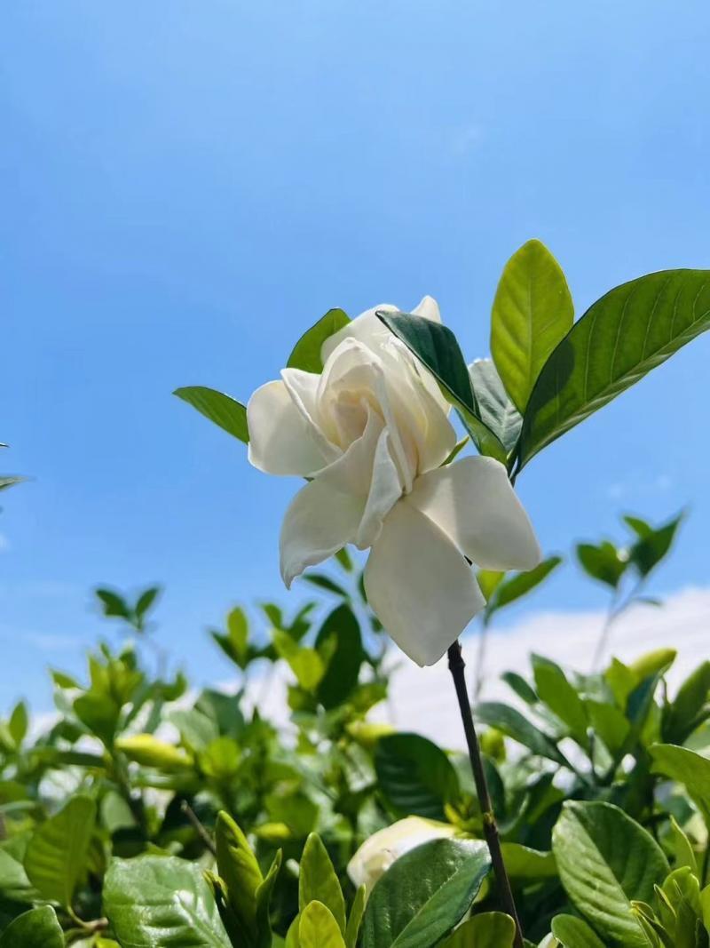 栀子花价格从十几元飙涨至36元 有茶企称目前仍供不应求 业内人士呼吁