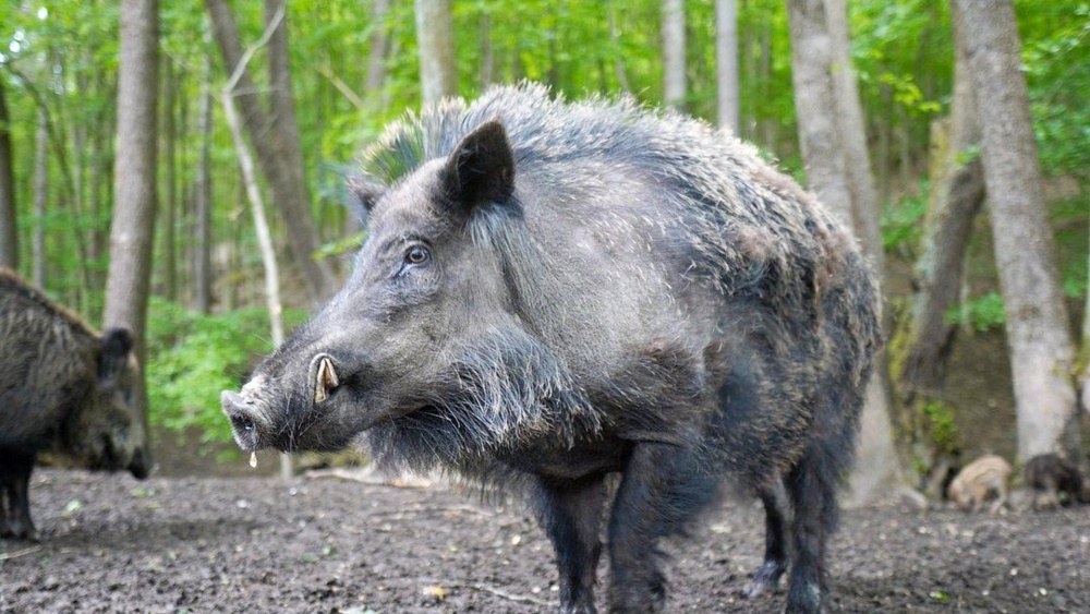 南京一野猪闯入居民区横冲直撞连伤三人,攻击性有多可怕?如何避险?