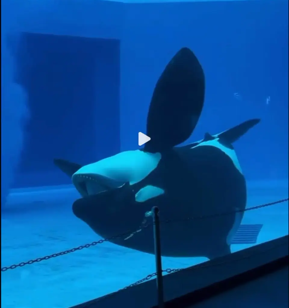 长隆虎鲸多次撞墙，专家却说适当摩擦有益健康？幸好听了小孩哥一句劝-腾讯新闻