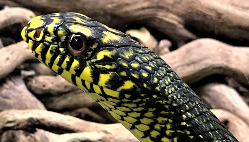 无毒菜花蛇为何被称为"百蛇之王"?毒蛇为何怕它?它有多厉害?