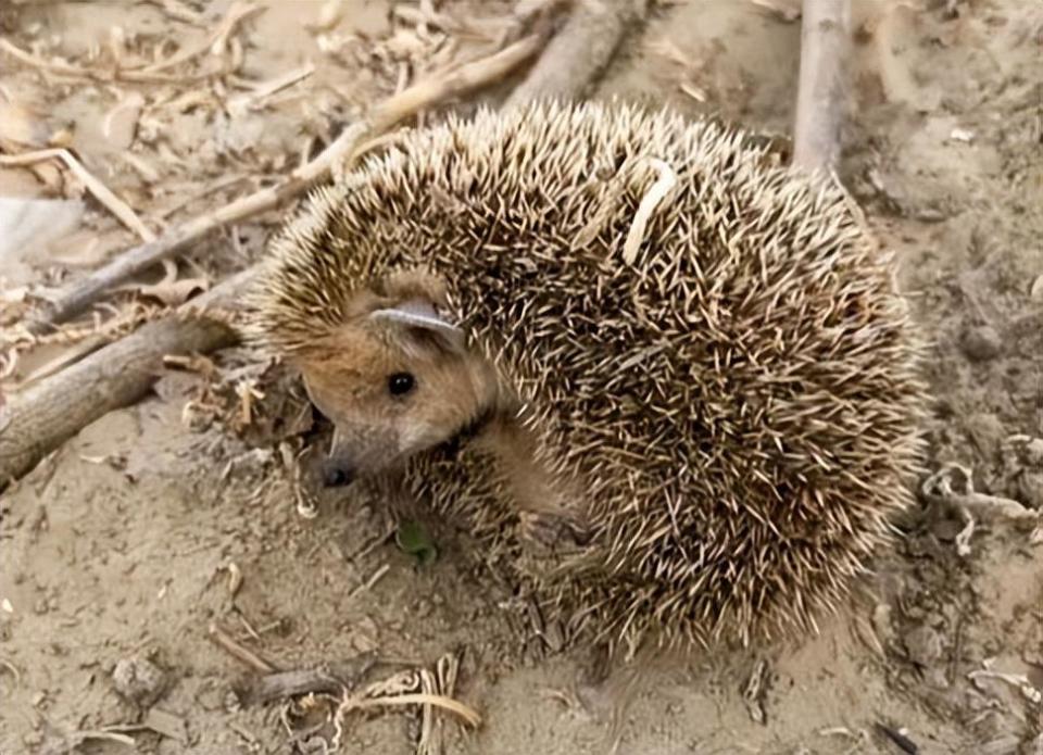 新疆刺猬闯入瓜田偷西瓜,专挑大的来啃,被抓后乖乖接受"教育"