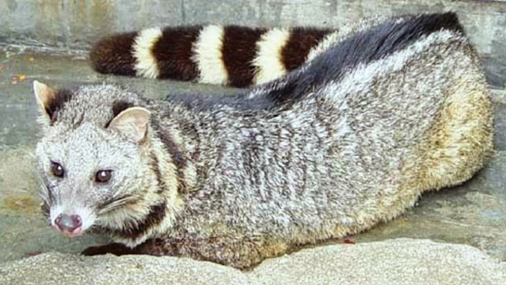 四川光雾山首次发现珍稀濒危动物大灵猫,因灵猫香闻名,却用臭味防身