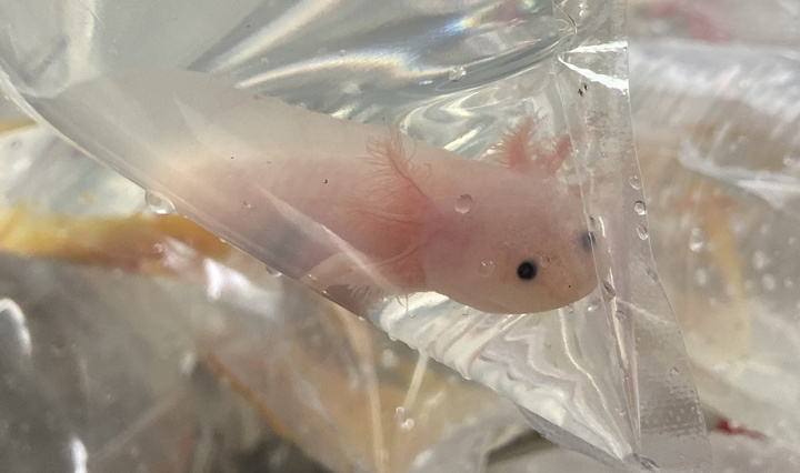 壁纸 动物 鱼 鱼类 720_426