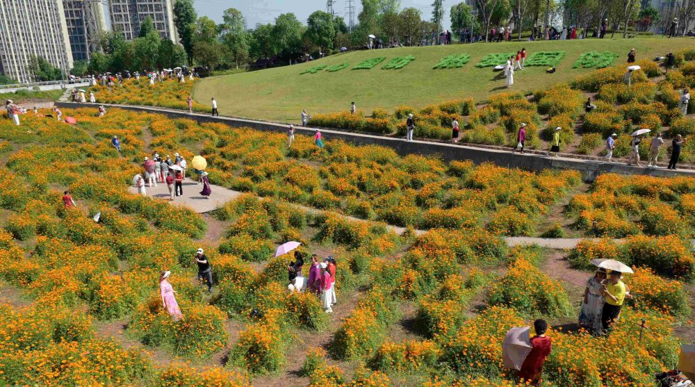 重庆市溉澜溪体育公园格桑花盛开